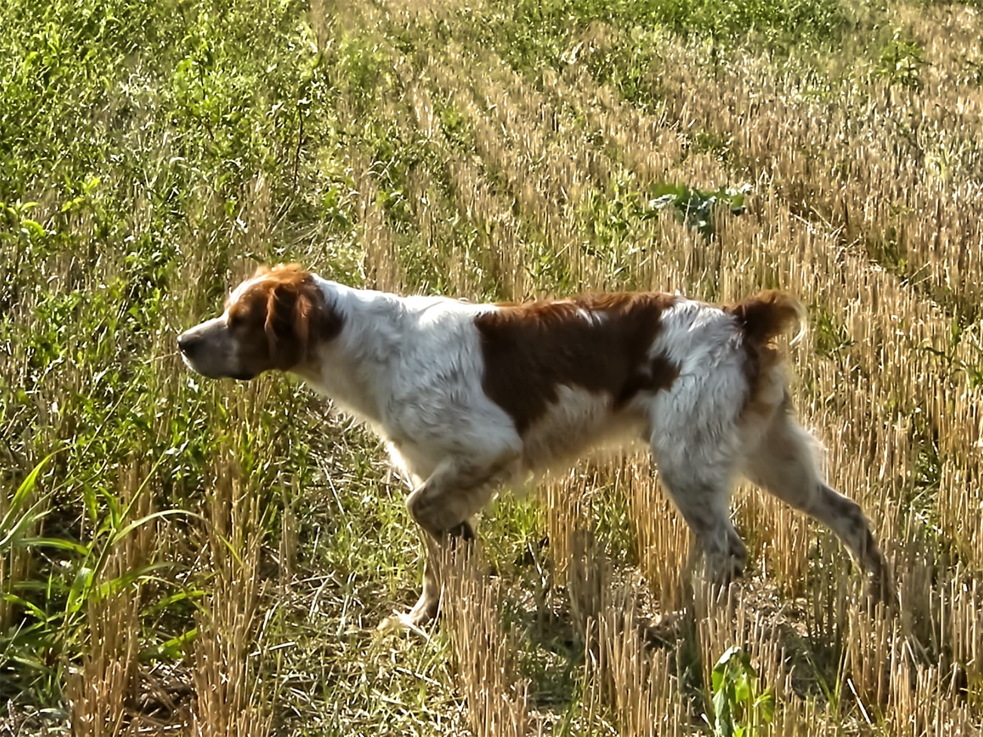 Cane da caccia